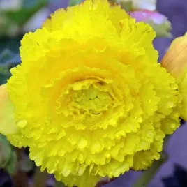 begonia-fimbriata-strzepiasta-zolta-1-szt-cebulki-cebule-kwiaty