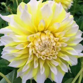 dalia-talerzowa-grand-prix-1-szt-karpa-sadzonka-sadzonki