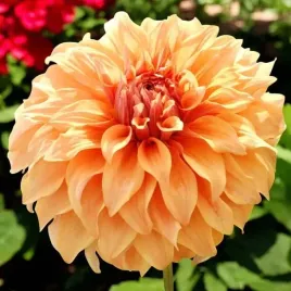 dalia-talerzowa-great-hercules-1-szt-karpa-sadzonka-sadzonki