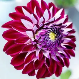 dalia-dekoracyjna-embassy-1-szt-karpa-sadzonka-sadzonki