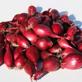 cebula-dymka-polska-czerwona-karmen-1-kg-zdrowa