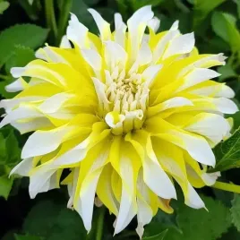 dalia-dekoracyjna-calgary-flame-1-szt-karpa-sadzonka-sadzonki