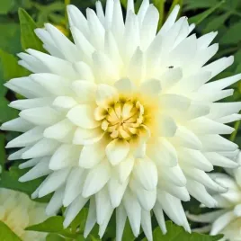 dalia-kaktusowa-my-love-1-szt-karpa-sadzonka-sadzonki