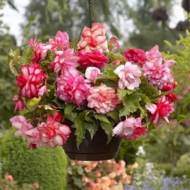 begonia-zwisajaca-pelna-pink-balcony-1-szt-cebulki-cebule-kwiaty