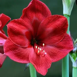 hippeastrum-amarylis-zwartnica-red-lion-1-szt-cebulki-cebule-kwiaty