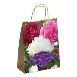 zestaw-prestige-piwonie-3-klacza-idealny-na-prezent