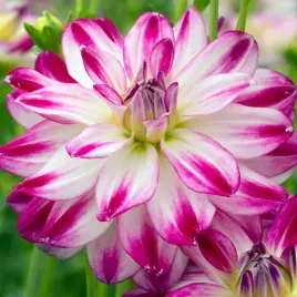 dalia-dekoracyjna-saint-martin-1-szt-karpa-sadzonka-sadzonki