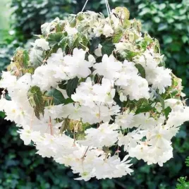begonia-pendula-zwisajaca-biala-5-szt-cebulki-cebule-kwiaty