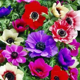 anemone-zawilec-de-caen-mieszanka-mix-10-szt-cebule-cebulki