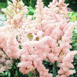 astilbe-tawulka-arendsa-peach-blossom-1-szt-bylina-sadzonka-sadzonki