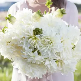 dalia-talerzowa-fleurel-1-szt-karpa-sadzonka-sadzonki