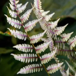 paproc-wietlica-pictum-1-szt-bylina-sadzonka-sadzonki