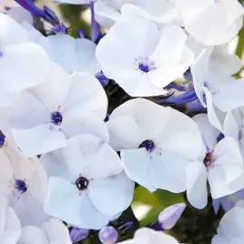 phlox-flox-plomyk-wiechowaty-blue-ice-1-szt-bylina-sadzonka-sadzonki