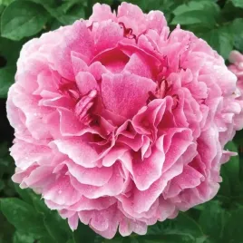 paeonia-piwonia-chinska-sadzonka-the-fawn-1-szt-sadzonka-klacze