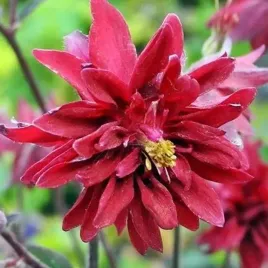 aquilegia-orlik-pelny-barlow-red-1-szt-bylina-sadzonka-sadzonki