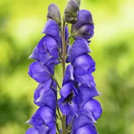 aconitum-napellus-tojad-mocny-1-szt-bylina-sadzonka-sadzonki