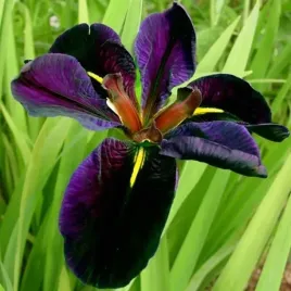 irys-louisiana-luizjanski-black-gamecock-1-szt-bylina-sadzonka-sadzonki