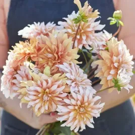 dalia-dekoracyjna-orange-and-snow-1-szt-karpa-sadzonka-sadzonki