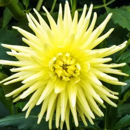 dalia-kaktusowa-kennemerland-1-szt-karpa-sadzonka-sadzonki