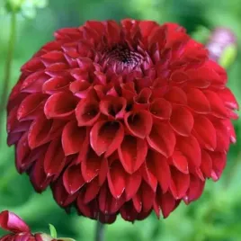 dalia-pomponowa-nescio-1-szt-karpa-sadzonka-sadzonki