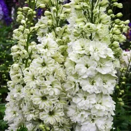 delphinium-ostrozka-biala-1-szt-bylina-sadzonka-sadzonki