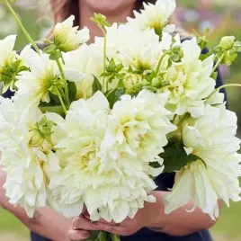 dalia-talerzowa-ice-breaker-1-szt-karpa-sadzonka-sadzonki