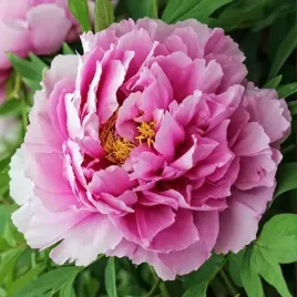 paeonia-piwonia-chinska-gilbert-berthelot-1-szt-sadzonka-sadzonki