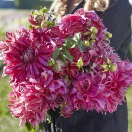 dalia-talerzowa-penhill-dark-monarch-1-szt-karpa-sadzonka-sadzonki