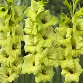 gladiolus-mieczyk-prima-verde-5-szt-cebulki-cebule-kwiaty
