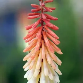 kniphofia-trytoma-groniasta-toffee-noseed-1-szt-bylina-sadzonka-sadzonki