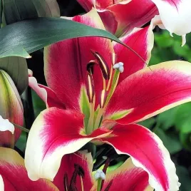 lilia-drzewiasta-flashpoint-1-szt-cebulki-cebule-lilii-lilie