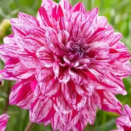 dalia-dekoracyjna-santander-1-szt-karpa-sadzonka-sadzonki