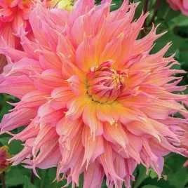 dalia-kaktusowa-omega-1-szt-karpa-sadzonka-sadzonki