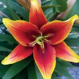 lilia-orientalna-kaveri-1-szt-cebulki-cebule-lilii-lilie