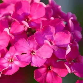 phlox-flox-plomyk-wiechowaty-rozowy-1-szt-sadzonka-sadzonki-klacze