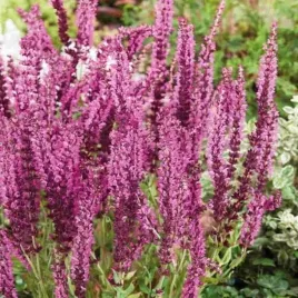 salvia-szalwia-omszona-pink-beauty-1-szt-bylina-sadzonka-sadzonki