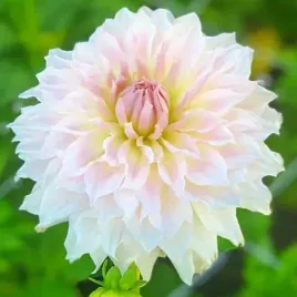 dalia-talerzowa-ka-s-cloud-1-szt