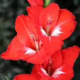 gladiolus-mieczyk-traderhorn-5-szt-12-14-cebule-cebulki