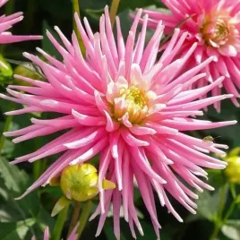 dalia-kaktusowa-park-princess-1-szt-karpa-sadzonka-sadzonki