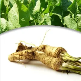 armoracia-rusticana-chrzan-pospolity-1-szt-bylina-sadzonka-sadzonki