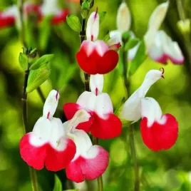 salvia-szalwia-hot-lips-1-szt-bylina-sadzonka-sadzonki