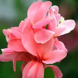 kanna-canna-paciorecznik-orchid-1-szt-bylina-sadzonka-sadzonki