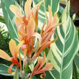 kanna-canna-paciorecznik-stuttgart-1-szt-bylina-sadzonka-sadzonki