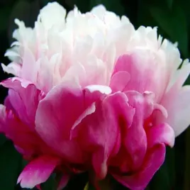 paeonia-piwonia-chinska-peaches-and-cream-1-szt-sadzonka-sadzonki