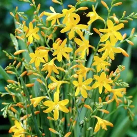 crocosmia-krokosmia-george-davison-5-szt-cebule-cebulki