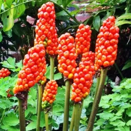 arum-italicum-obrazki-wloskie-3-szt-cebulki-cebule-kwiaty