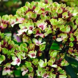 phlox-flox-plomyk-wiechowaty-sherbet-blend-1-szt-bylina-sadzonka-sadzonki