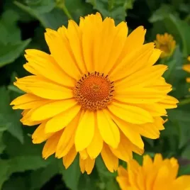 heliopsis-sloneczniczek-wiechowaty-1-szt-bylina-sadzonka-sadzonki