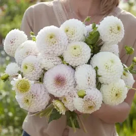 dalia-kulista-pink-pearl-1-szt-karpa-sadzonka-sadzonki