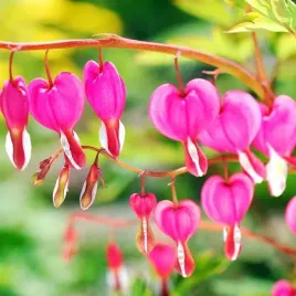 dicentra-serduszka-okazala-rozowa-1-szt-bylina-sadzonka-sadzonki